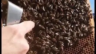Подсадка пчелиной матки ранней весной в осиротевшую семью