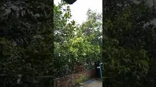 বৃষ্টির শব্দে প্রশান্তির ছোঁয়া। raining rainy day