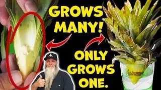 This Tricks your Pineapple Top to Grow Many Pineapples. So Easy!