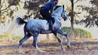 OMG horses