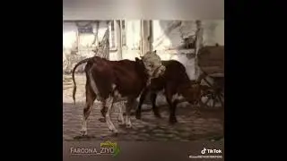 сигир бу дунедаги узини вазифасини биларка Лекин биз шу сигирчалек эмасмиз