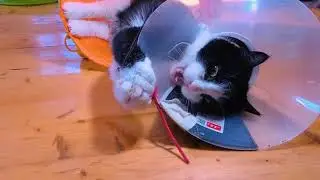 Кот Чука голый поп после операции.
