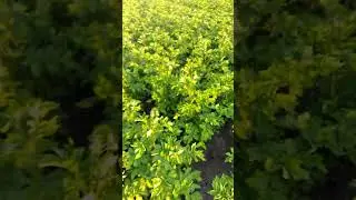 Борьба с вредителями. Картофель #картофель #колорадскийжук