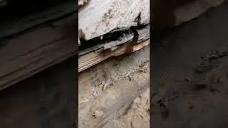 крик о помощи "ПОМОГИТЕ"