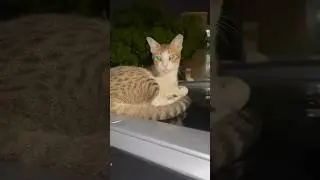 Коты страдают в Дубае ?