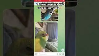 Подписываемся https://t.me/PopugaichikTVq #bird #cute #попугаи