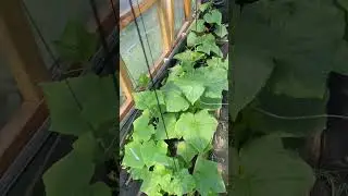 Теплица даёт хороший урожай