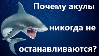 АКУЛА ИНТЕРЕСНЫЕ ФАКТЫ, ПОЧЕМУ АКУЛЫ НАХОДЯТСЯ  ВСЕГДА В ДВИЖЕНИИ.