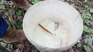 Соня зарыбляет, лестное озеро....