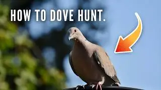 How to Dove Hunt.