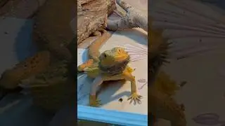 Pogona VS Blatte dubia 🐉