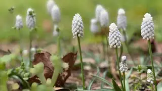 The Siberian Tiger Bulb: A Stunning White Grape Hyacinth