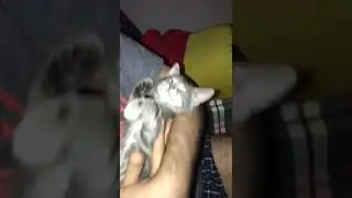 #cat