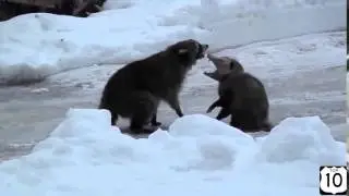 видео ДНЯ  ЕНОТ против ОПОССУМА    смешные животные