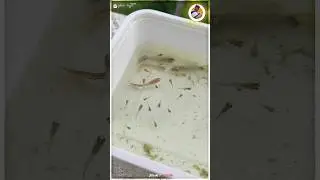 Guppy fish Tank - Update ❤️😍