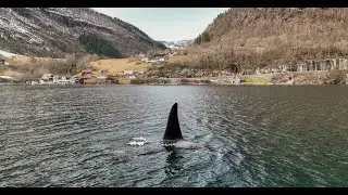 Orcas in the Hardangerfjord - Kvanndal- 19.04.22