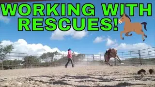Training A Rescue Horse Day 1
