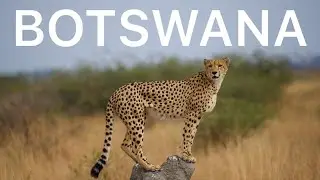 Botswana Safari Vlog | Moremi Game Reserve, Savuti Chobe National Park, Okavango Delta
