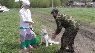 Дрессировка Хаски. Пупков Сергей в Потеряевке.