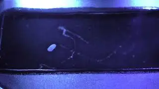 Background radiation in the cloud chamber. Looduslik taustkiirgus udukambris.