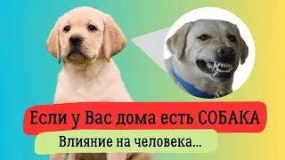 Собака и какое влияние для ЧЕЛОВЕКА