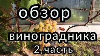 Мой виноград на сегодня 21.09.23