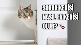 Sokak Kedisini Evcilleştirmek: Adım Adım Rehber | Sokak Kedisi Evde Nasıl Bakılır?
