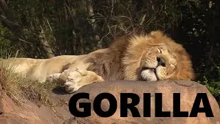 Gorilla