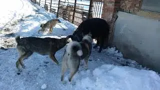 ЗСЛ Атыш