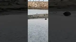 море. чайка. 