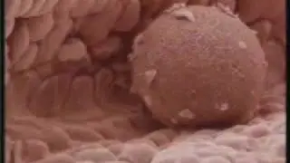 ПУТЕШЕСТВИЕ ЯЙЦЕКЛЕТКИ
