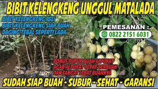 Kelengkeng Matalada - Bibit Kelengkeng Matalada Berbagai Ukuran - Bibit Kelengkeng Siap Buah