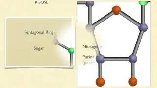 ATP - Adenosine Triphosphate Chemical Structure