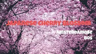 4K | 60FPS Japanese Cherry Blossom in Amsterdamse Bos