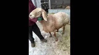 Сын Широкого. Отец Бормана