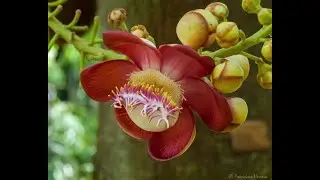 Um Pé De Quê? ABRICÓ DE MACAC0 - Couroupita guianensis