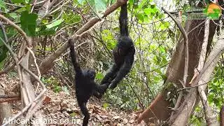 Gombe Stream National Park - Baby Chimpanzees playing