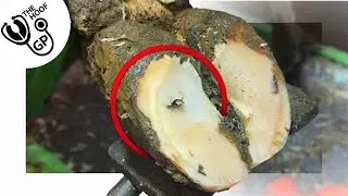I gave this cow INSTANT RELIEF by removing this HOOF HORN