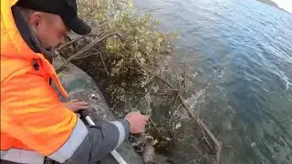 Затопили деревья на дно озера