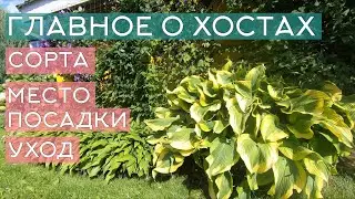 The basics about hostas: shade or sun, how to choose a location for hostas, caring for hostas, ch...