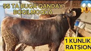 BUQALARIM QANDAY BOQILYAPTI 1 KUNLIK RATSION ,