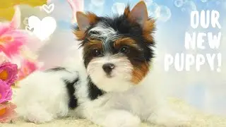 We got a puppy!🐾 | rare breed| puppy haul | meet Archie🐶