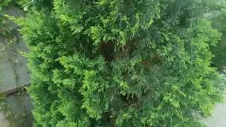 кипарисовик Купрессоципарис Лейланда Голд Райдер .