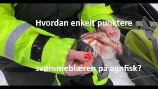 TCs julekalender 2023: 2. Hvordan du enkelt punkterer svømmeblæren på agnfisk?