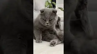 Жених в самом расцвете сил 😸