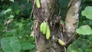 Bilimbi  Cornichon Martinique