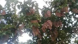 Виноград над крылечком