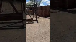 Unenthusiastic Cow at Old Tucson