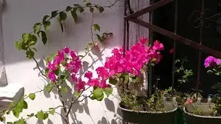 My plants