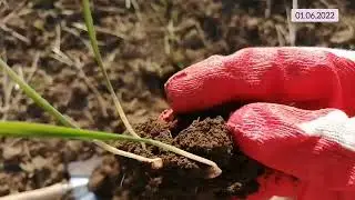 Элитные семена по No-Till. Пшеница яровая, вика яровая. 1 серия - всходы.